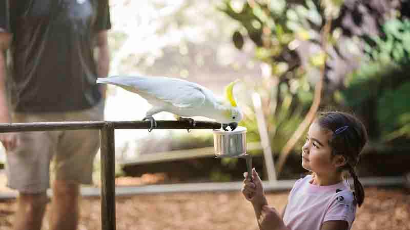 Get up close and personal to New Zealand’s best loved native animals and enjoy a fun day out with the kids at Rainbow Springs!
